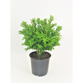 BELL NURSERY 1 Gal. Green Velvet Boxwood (Buxus) Live Evergreen Shrub BUXUS1GRE1PK