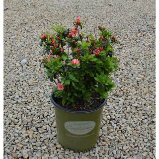 Vigoro 2 Gal. Echo Peachy Keen Azalea Shrub with Salmon Pink Reblooming Flowers 10317
