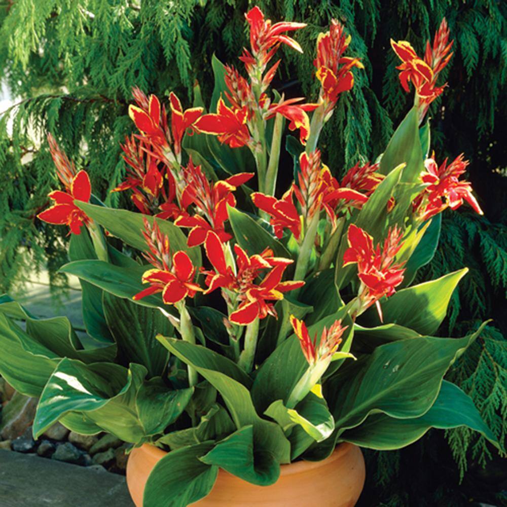 VAN ZYVERDEN Cannas Lucifer Bulbs (Set of 6) 11197