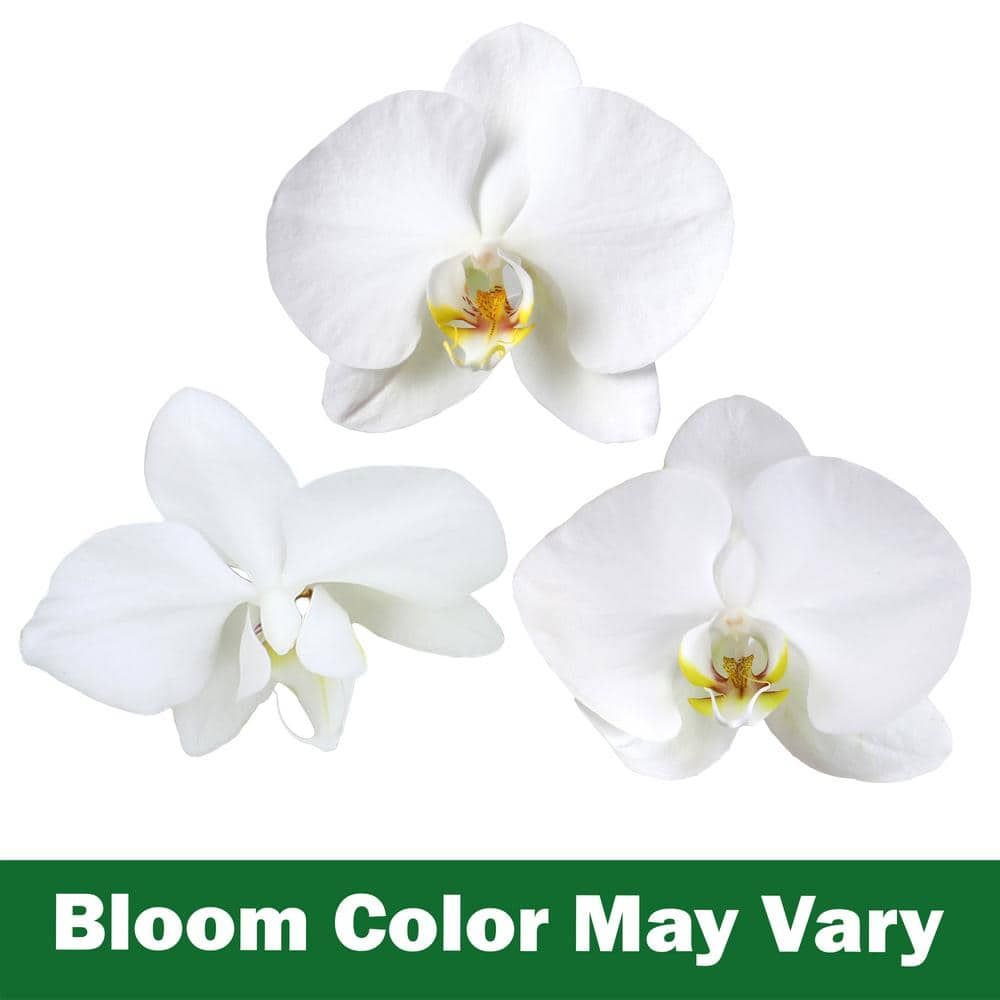 ALTMAN PLANTS 3.5 in. White Orchid Phalaenopsis Live House Plant in White Ceramic Pot 0873008