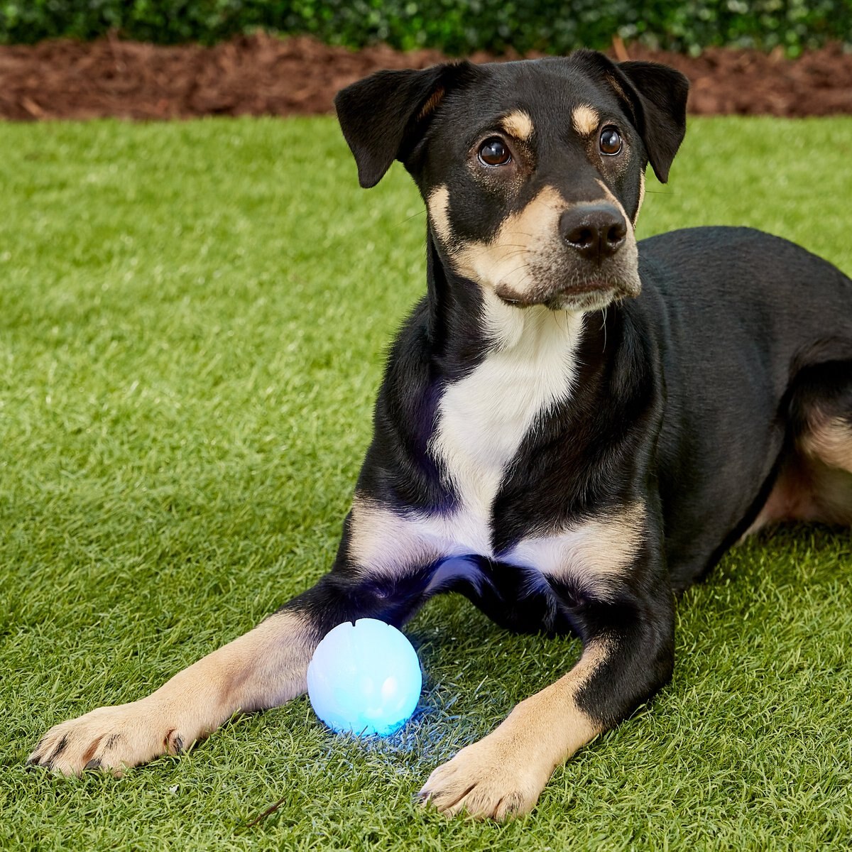 Nite Ize GlowStreak LED Ball Dog Toy