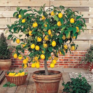 Gurney's 6 in. Pot Meyer Lemon Live Potted Tropical Citrus Fruiting Tree White Flowers to Yellow Fruit (1-Pack) 83620