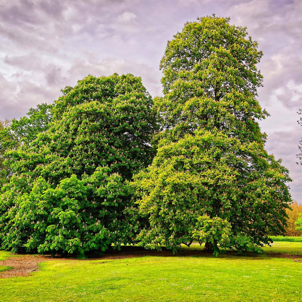 Perfect Plants American Hybrid Chestnut Tree 1 Gal. Growers Pot Deciduous Chestnut Tree THD-AHChsnut-1G