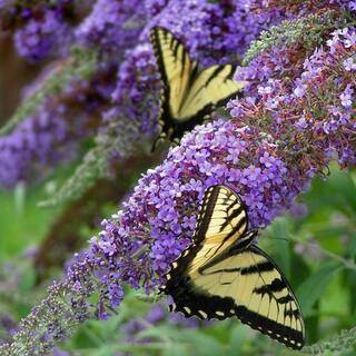 national PLANT NETWORK 2.5 qt. Buddleia Lochinch Flowering Shrub with Lavender-Blue Flowers HD1095