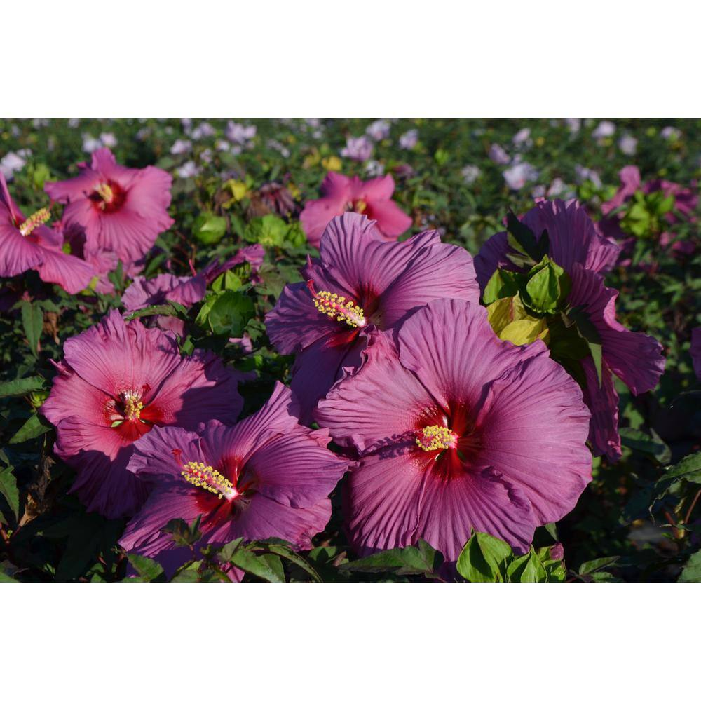 SEASON TO SEASON 1 Gal. Summer Spice with Purple Blooms Plumb Flambe Hibiscus Plant 18061