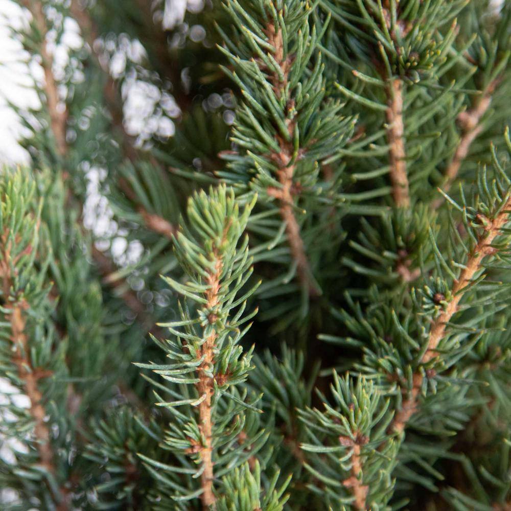 FLOWERWOOD 2.5 Qt. Dwarf Alberta Spruce Pyramidal Evergreen ShrubTree 4713Q