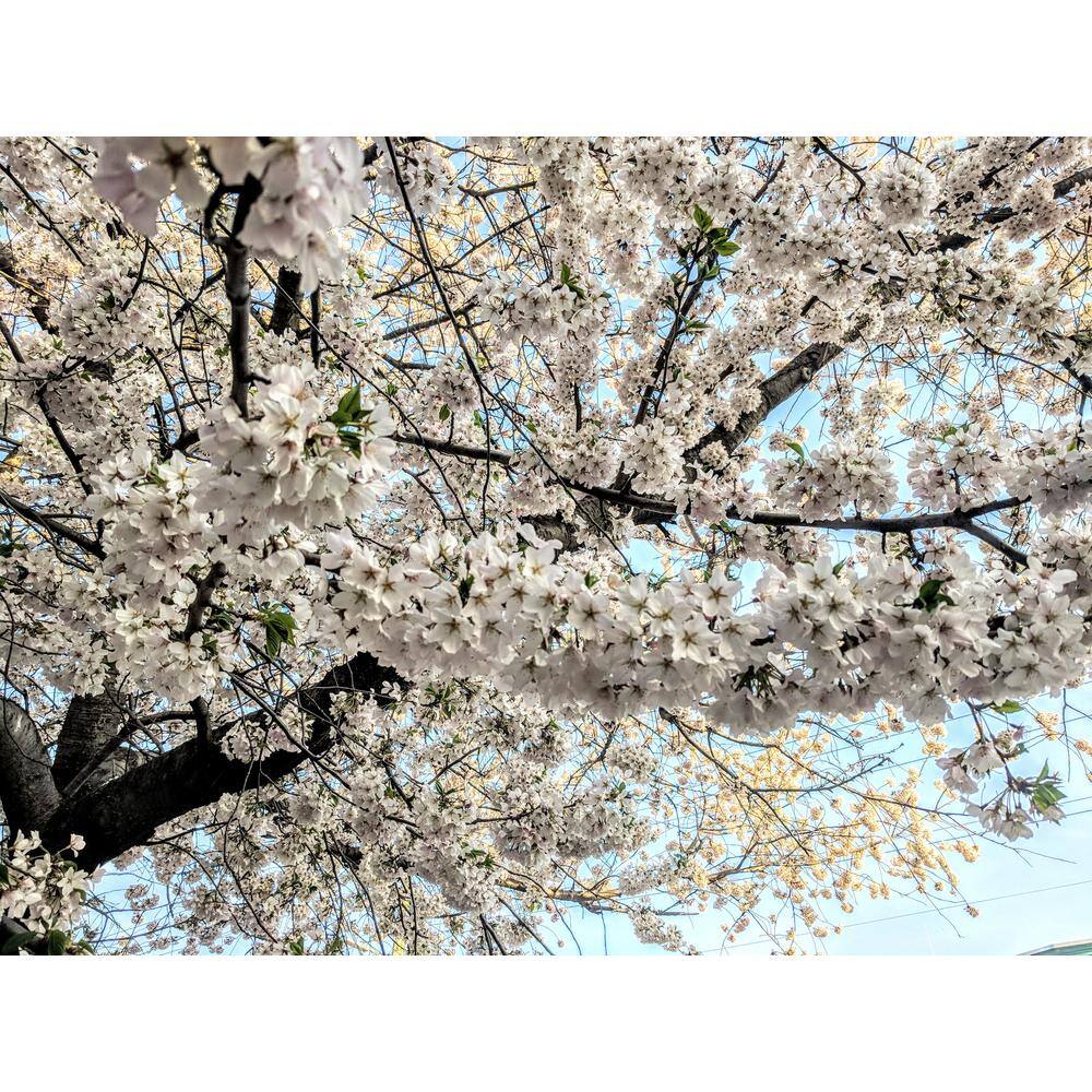Online Orchards Yoshino Cherry Blossom Tree Bare Root FLCH002