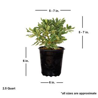 FLOWERWOOD 2.5 Qt. Variegated Pittosporum Live Evergreen Shrub Green and White Variegated Foliage 4787Q