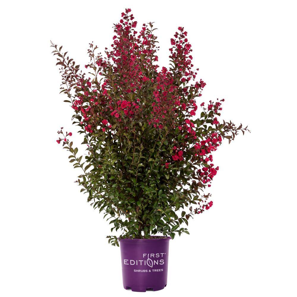 FIRST EDITIONS 2 Gal. Ruffled Red Magic Crape Myrtle Flowering Shrub with Red Flowers 14104