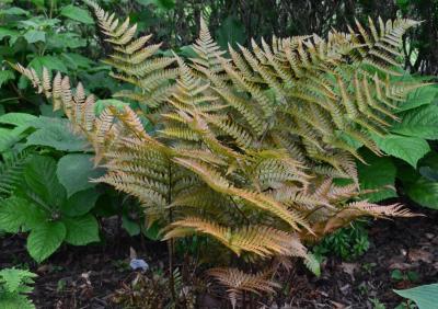 Classy Groundcovers - Japanese Shield Fern Japanese Wood Fern， Autumn Fern {25 Pots - 3 1/2 inch Square}