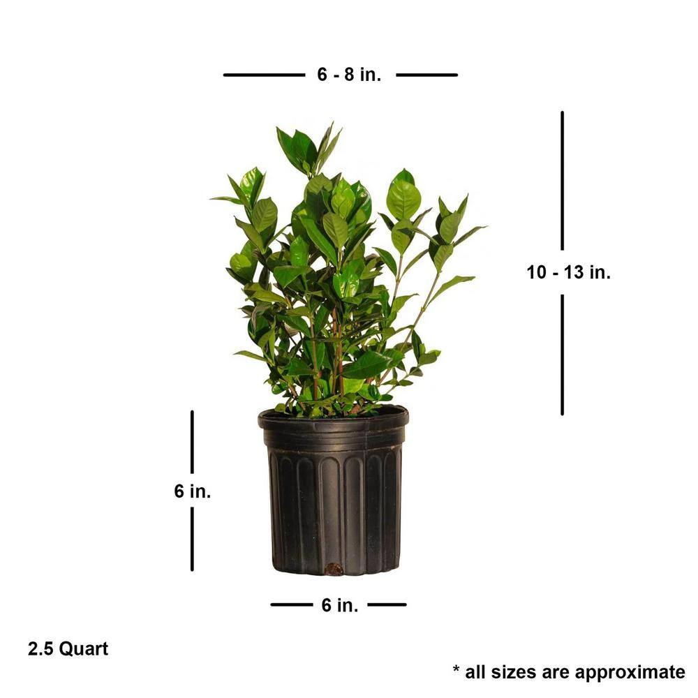 FLOWERWOOD 2.5 Qt. August Beauty Gardenia Shrub with Fragrant White Flowers 2097Q