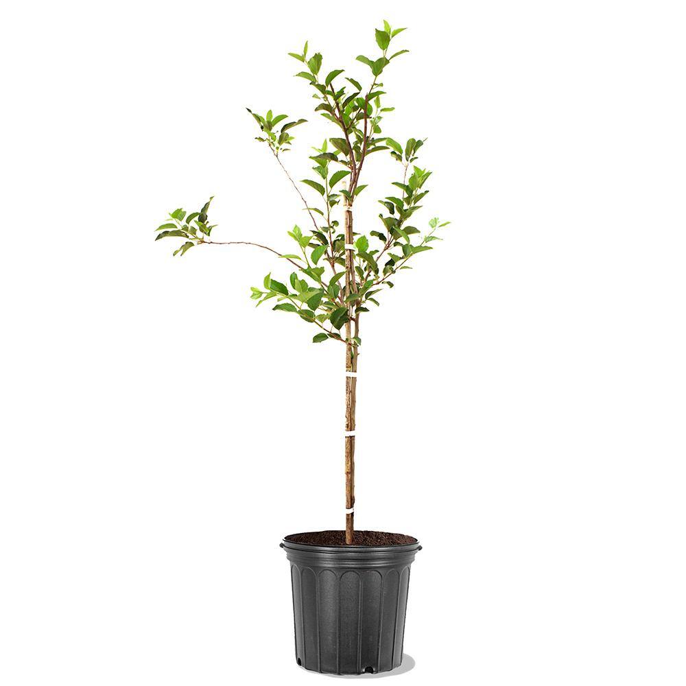 Golden Delicious Apple Tree APPGOL05G