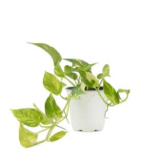 national PLANT NETWORK 4 In. Devil's Ivy 'Variegated' Pothos Plant in grower pot - 4 Piece HD7206