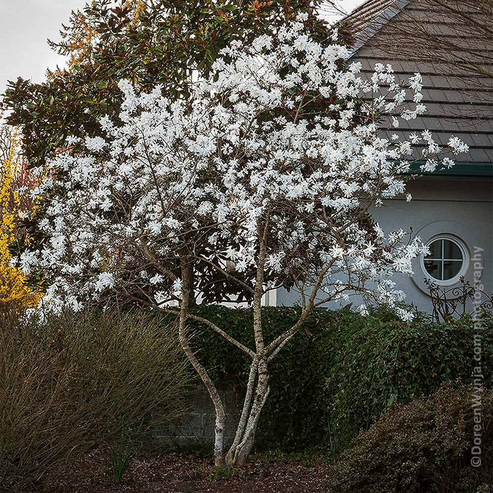 Royal Star Magnolia Tree