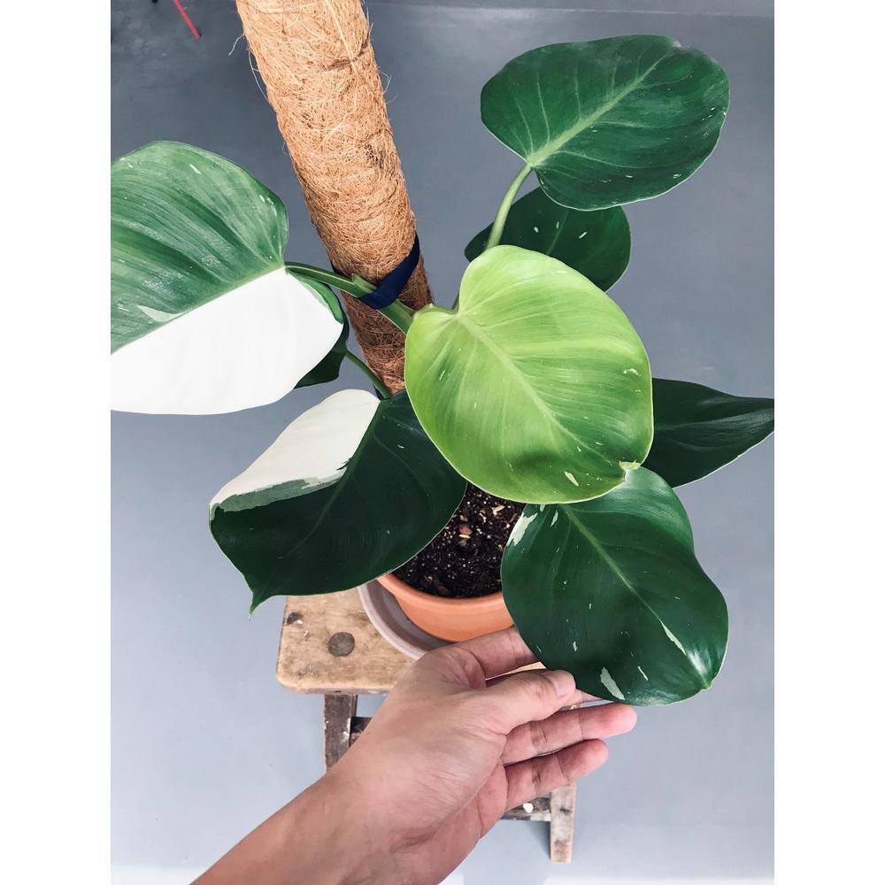 Wekiva Foliage White Wizard Philodendron - Live Plant in 4 in. Nursery Pot - Philodendron White Wizard- Extremely Rare Houseplant WhiteWizardPhilodendron4