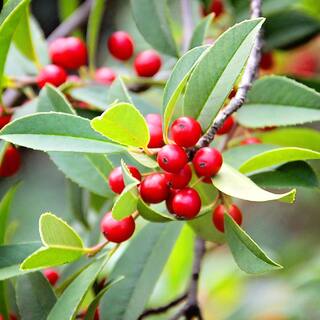 1 Gal. Dahoon Holly Evergreen Tree HOLDAH01G