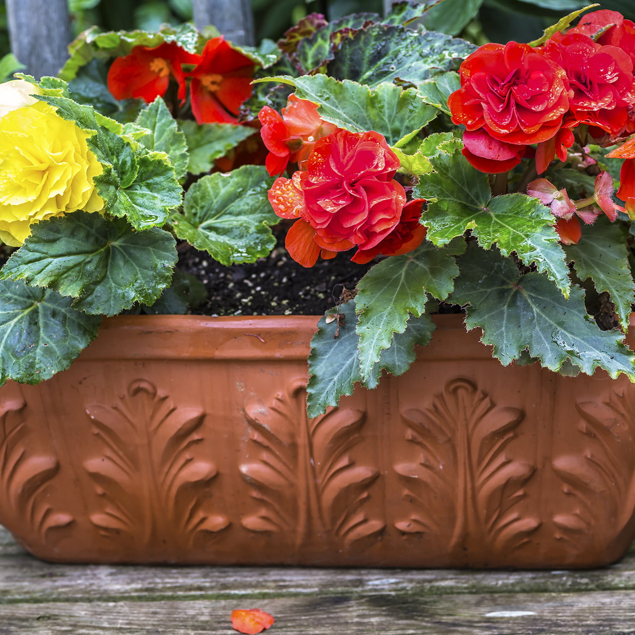 Van Zyverden Hanging Basket Begonias Mixed Colors Set of 5 Bulbs Mixed Part Shade