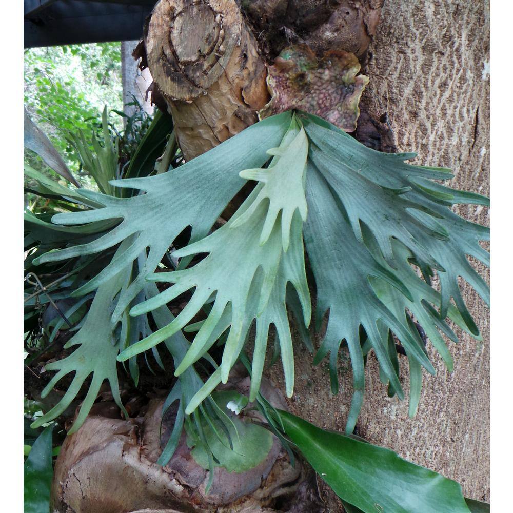 Wekiva Foliage Staghorn Fern Hanging Basket Live Plant in 4 in. Hanging Pot Platycerium Bifurcatum Extremely Rare AQ-42ZQ-ZE16