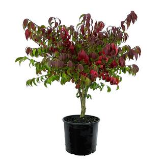 2.25 Gal. Dwarf Burning Bush Euonymus Live Shrub with Red Foliage O230003