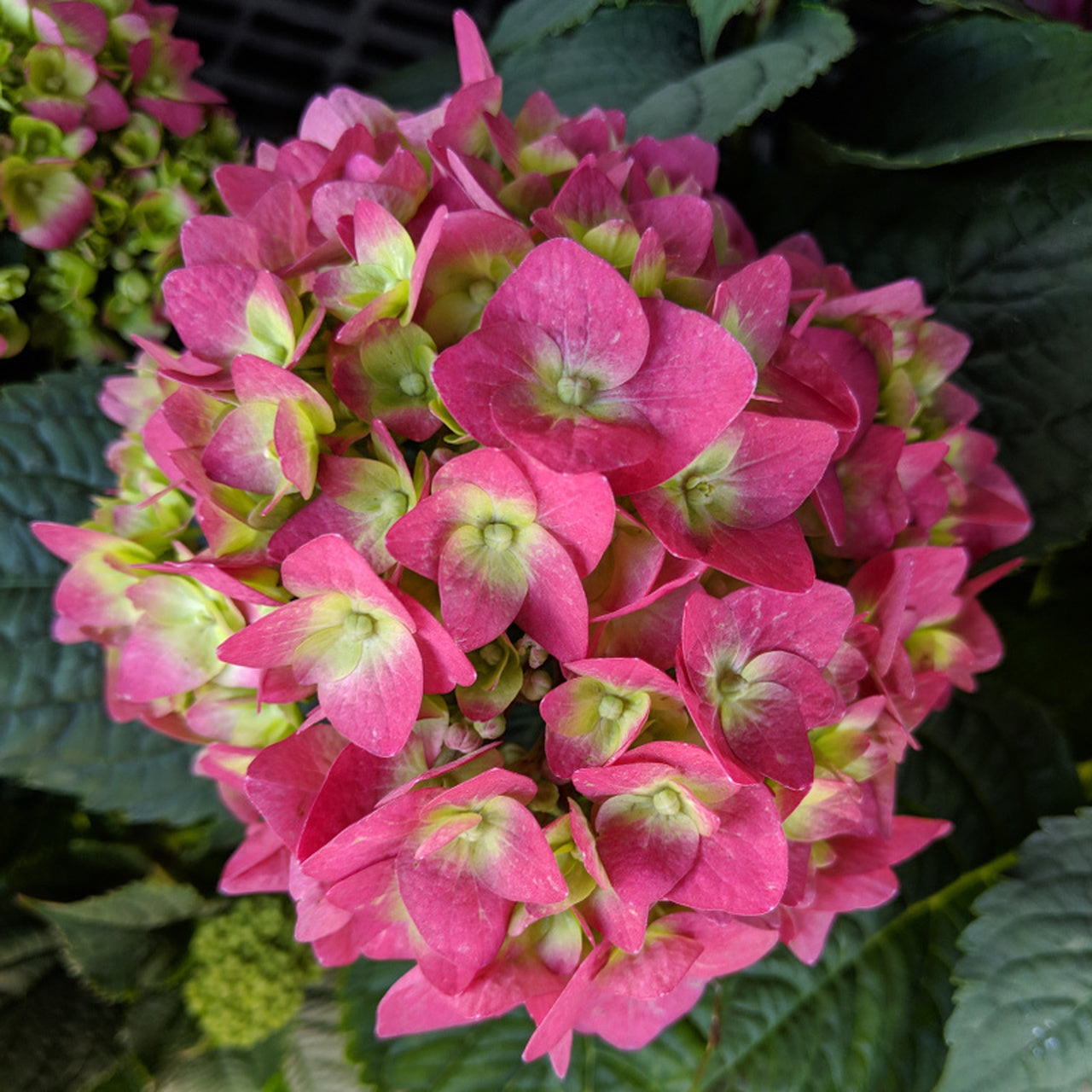 Hydrangea Summer Crush