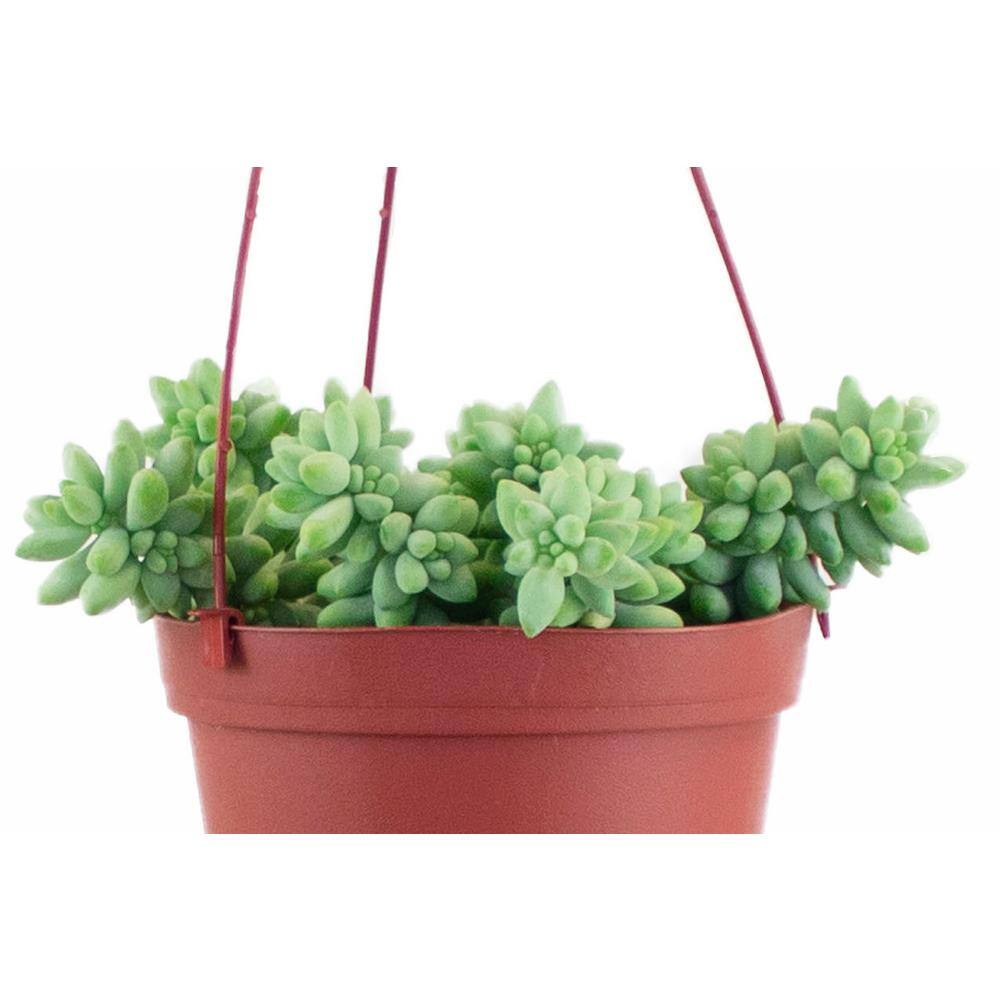 Shop Succulents 6 in. Sedum Morganianum Burrito Blue-Green Braided Leaves Trailing Succulent IndoorOutdoor Houseplant 1-BURRO-6