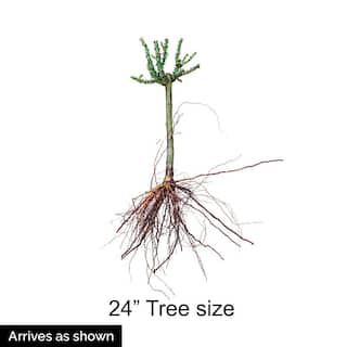 Spring Hill Nurseries Ebb Tide Tree Rose Dormant Bare Root Plant with Purple Flowers (1-Pack) 74251