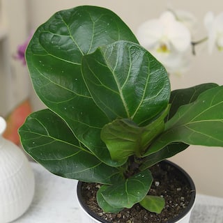 ALTMAN PLANTS Decorative Fiddle-Leaf Fig (Ficus Lyrata) Houseplant Indoor Plant Gift in 4.25 in. White Pot 0873201