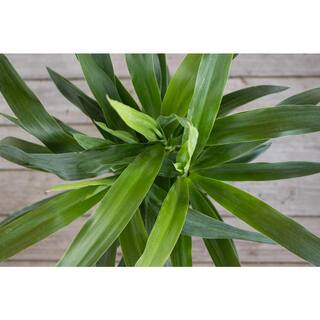 United Nursery Yucca Cane Plant in 9.25 inch Grower Pot 21955