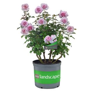 MY LANDSCAPE 2 Gal. Le Petit Prince Rose with Lavender Flowers 17536