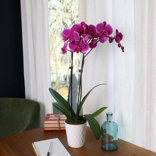 Just Add Ice Premium Orchid (Phalaenopsis) Purple Plant in 5 in. White Ceramic Pottery J5011