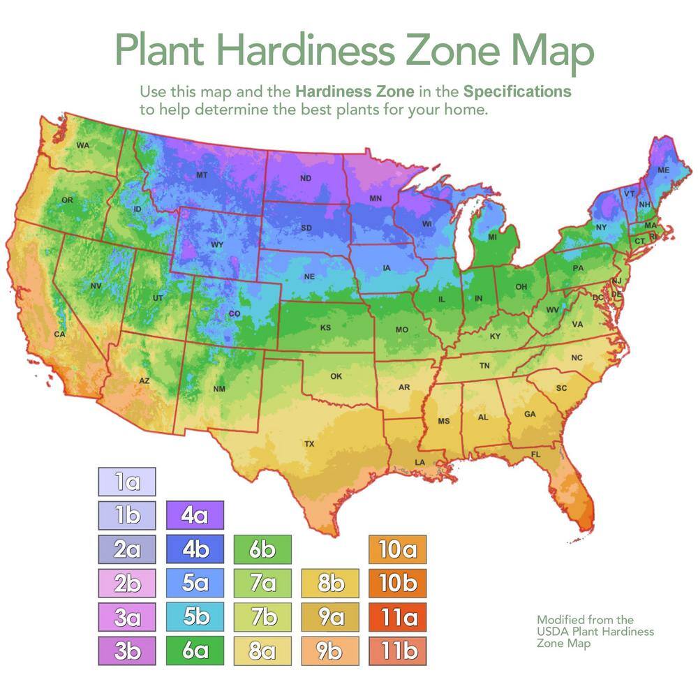 national PLANT NETWORK 2.25 Gal. Carissa Holly Plant HD7479