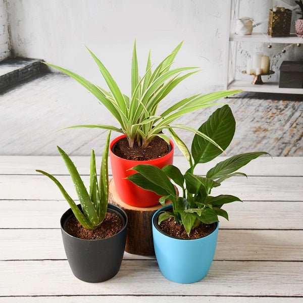 Air purifier plants packs