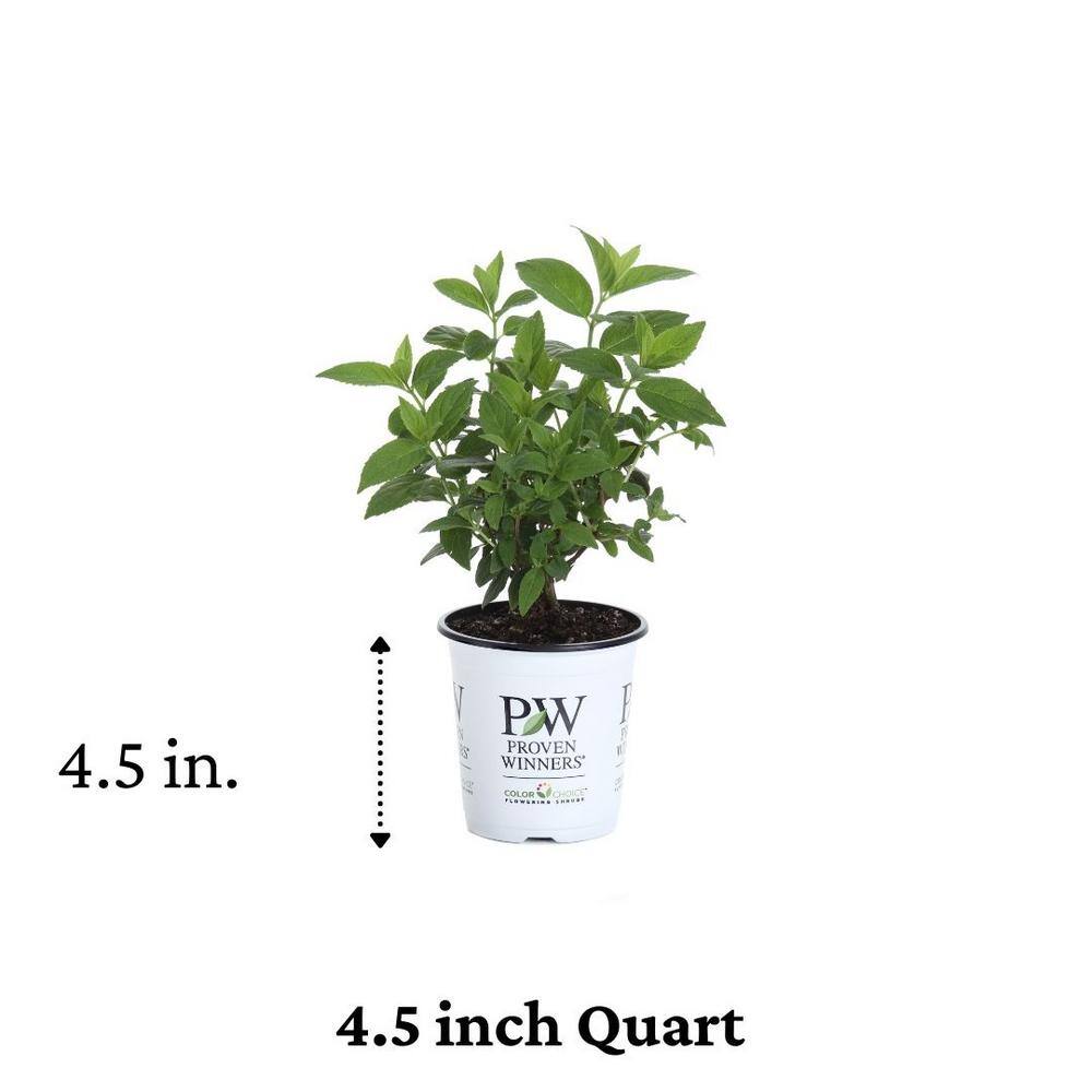 PROVEN WINNERS 4.5 in. Qt. Fire Light 'Tidbit' Hydrangea Live Plant White and Red Flowers HYDPRC1187800