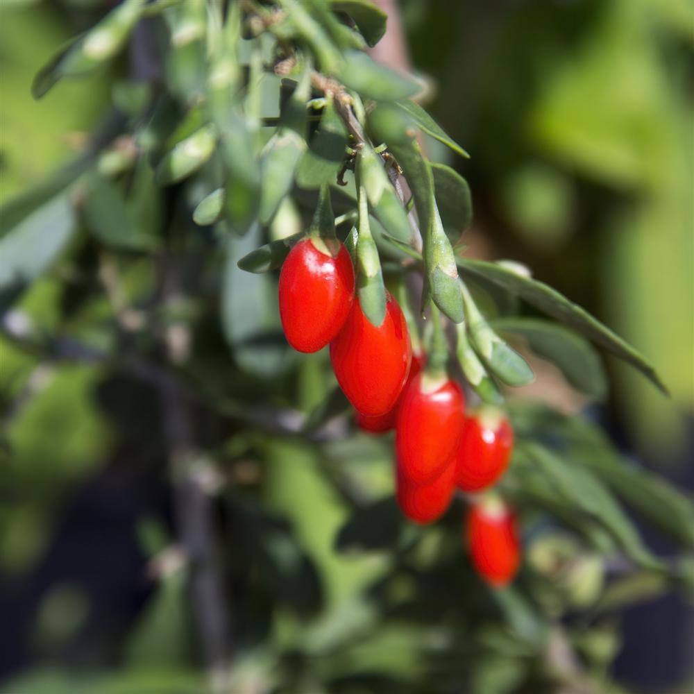 national PLANT NETWORK 3 gal. Goji Berry HD1842