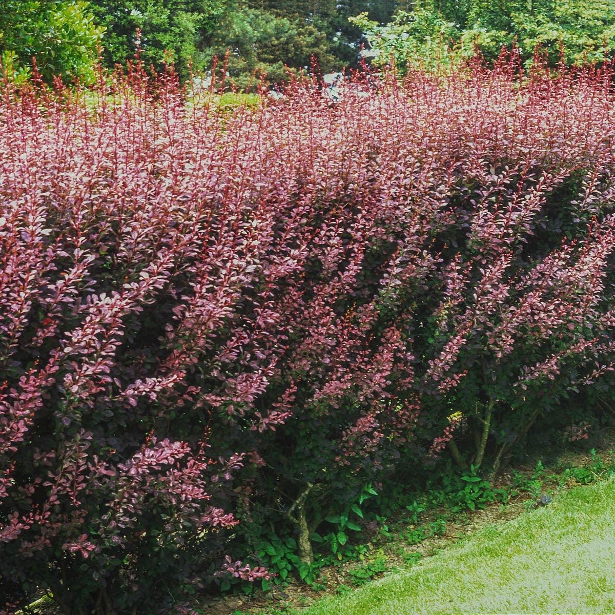 Rose Glow Barberry Deciduous Flowering Shrub， grown in a 2.25 Gallon Pot (1-pack)