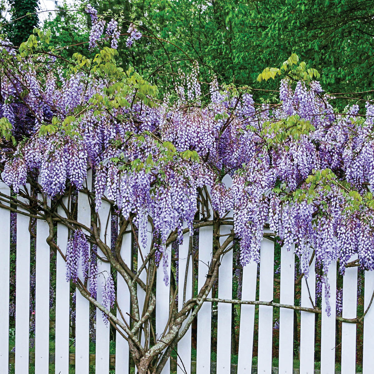 Amethyst Fall Wisteria， Dormant Jumbo Bareroot Vining Plant (1-Pack)