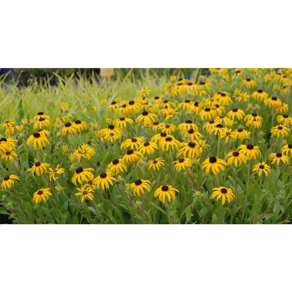 Online Orchards 1 gal. Yellow Coneflower with Massive Yellow Blooms Native to United States (2-Pack) SBCF001
