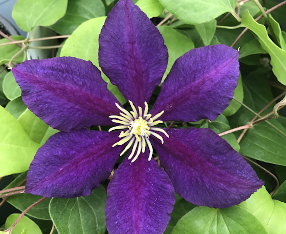 The President Clematis Vine - Deep Purple - 2.5