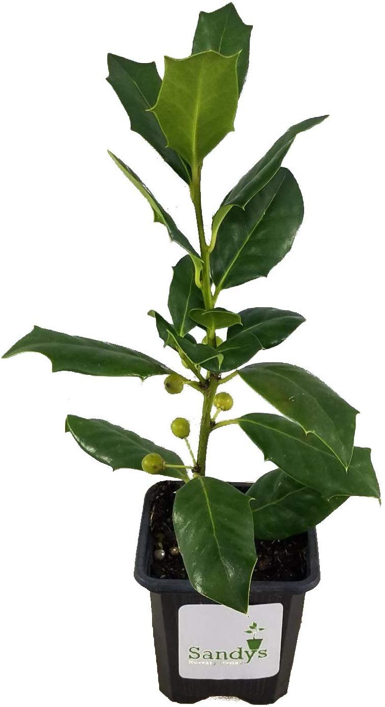 Ilex Evergreen Shrub， Nellie R Stevens Holly， Lot of 15， 3 Inch Pot