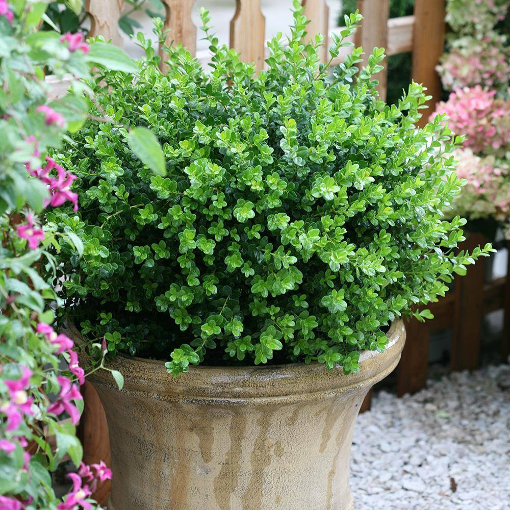 PROVEN WINNERS 2 Gal. Sprinter Boxwood Shrub with Glossy Evergreen Foliage 16875