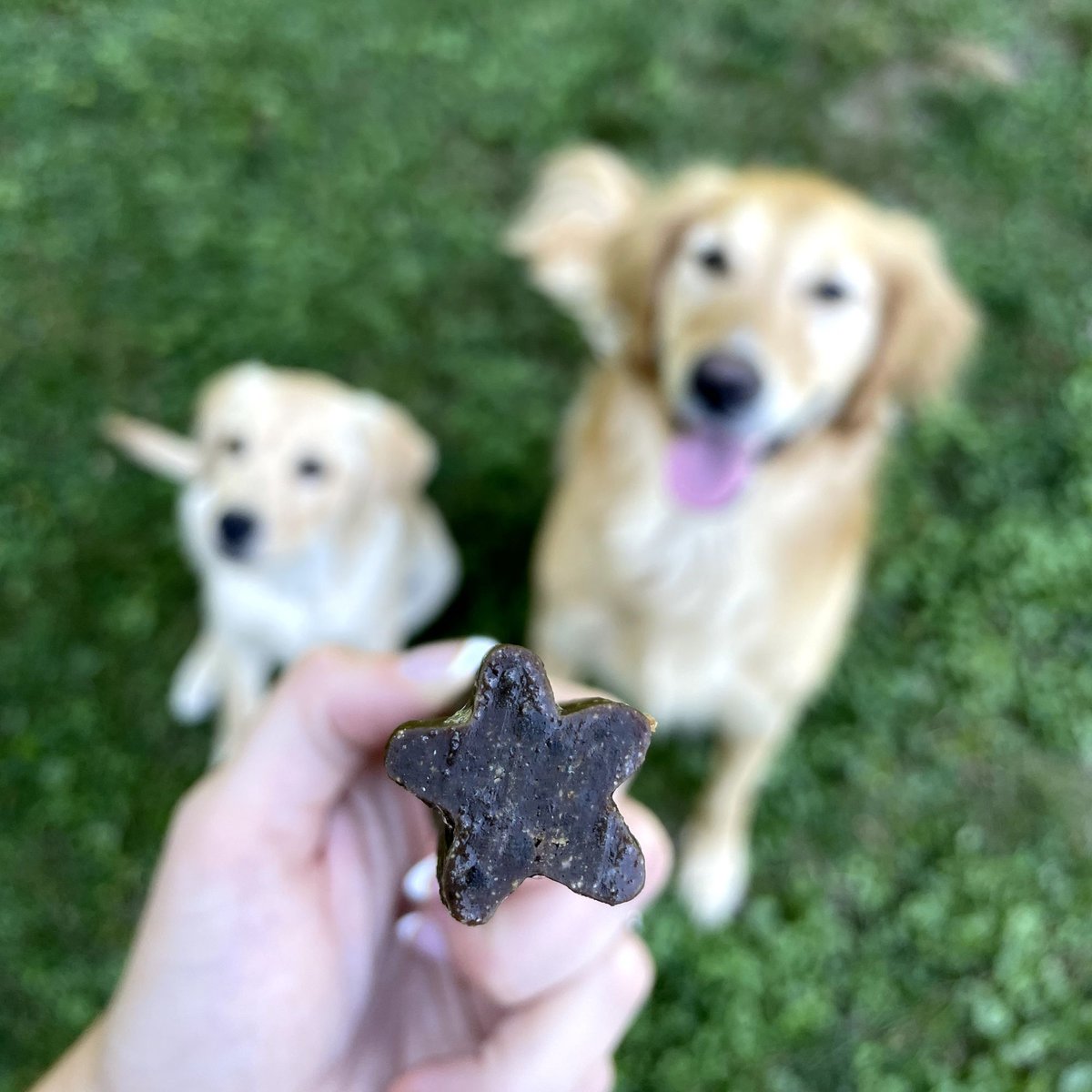 Best Bully Sticks Doggie Beef Flavored Dental Chew Dog Treats