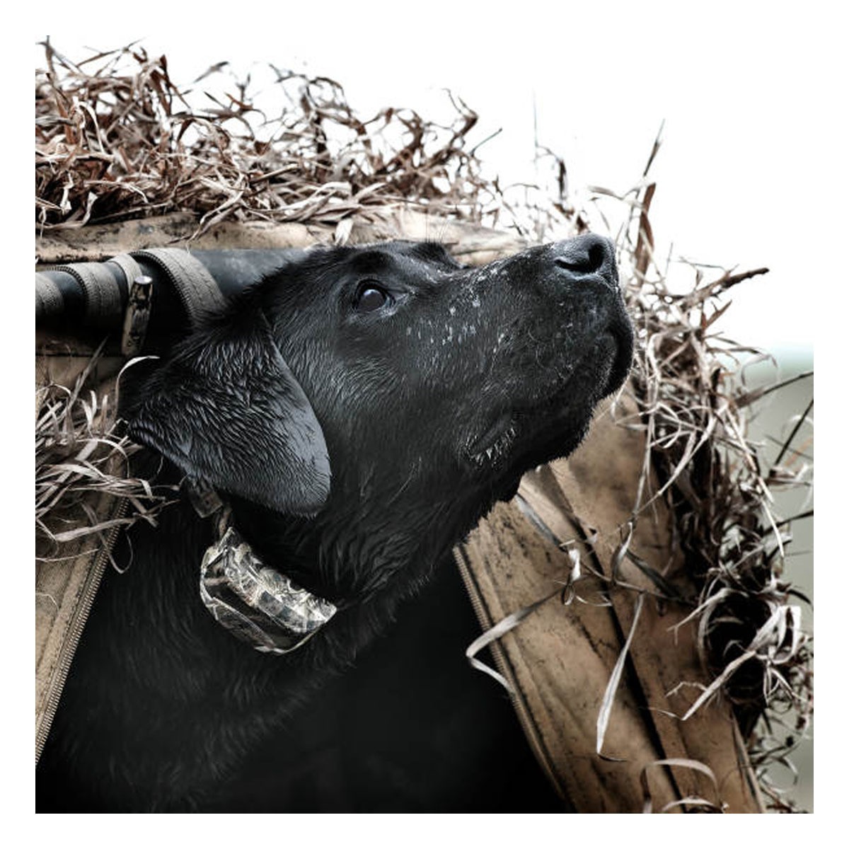 SportDOG WetlandHunter 425X Add-A-Dog Collar