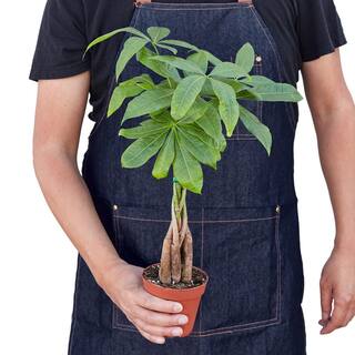 Money Tree Guiana Chestnut (Pachira Braid) Plant in 4 in. Grower Pot 4_PACHIRA_BRAID