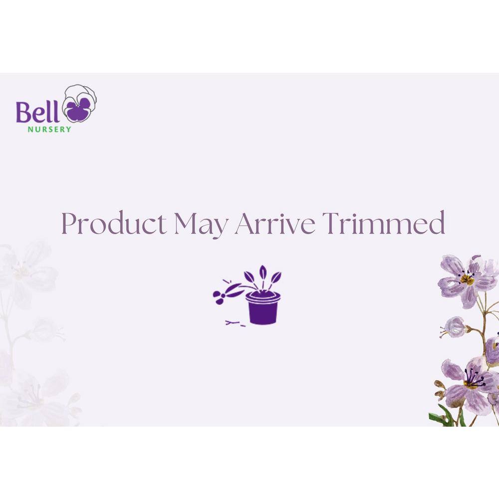 PROVEN WINNERS 3 Gal. Wee Bit Grumpy Bigleaf Hydrangea (Hydrangea macrophylla) Live Flowering Shrub Purple or Red Flowers PWHYD3WBG1PK