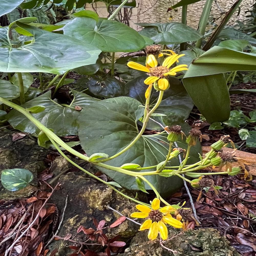 OnlinePlantCenter 3 Gal. Leopard Farfugium Perennial Plant with Yellow Flowers FARF001G3