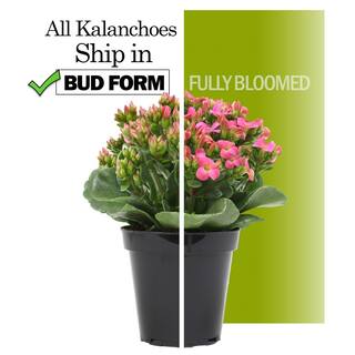 ALTMAN PLANTS 3-Pack 2.5 in. Kalanchoe Bloss Live Succulents in Assorted Colors with White Ceramic Pots 0872859