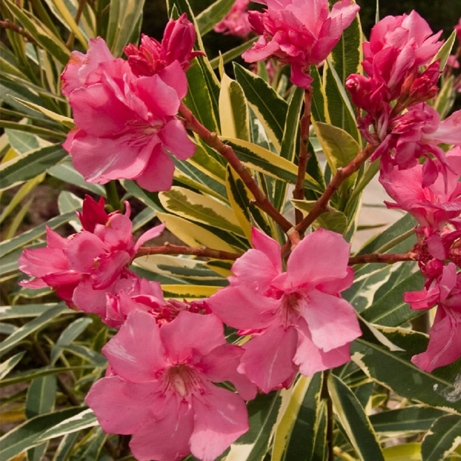 Twist of Pink Variegated Oleander (2 Gallon) Flowering Evergreen Shrub with Pink Blooms - Full Sun Live Outdoor Plant - Southern Living Plant Collection