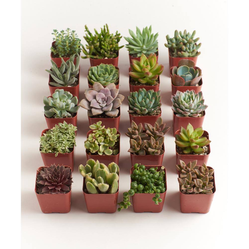 Home Botanicals Unique Succulent Collection (20-Pack) 20-SUC-NO2-2