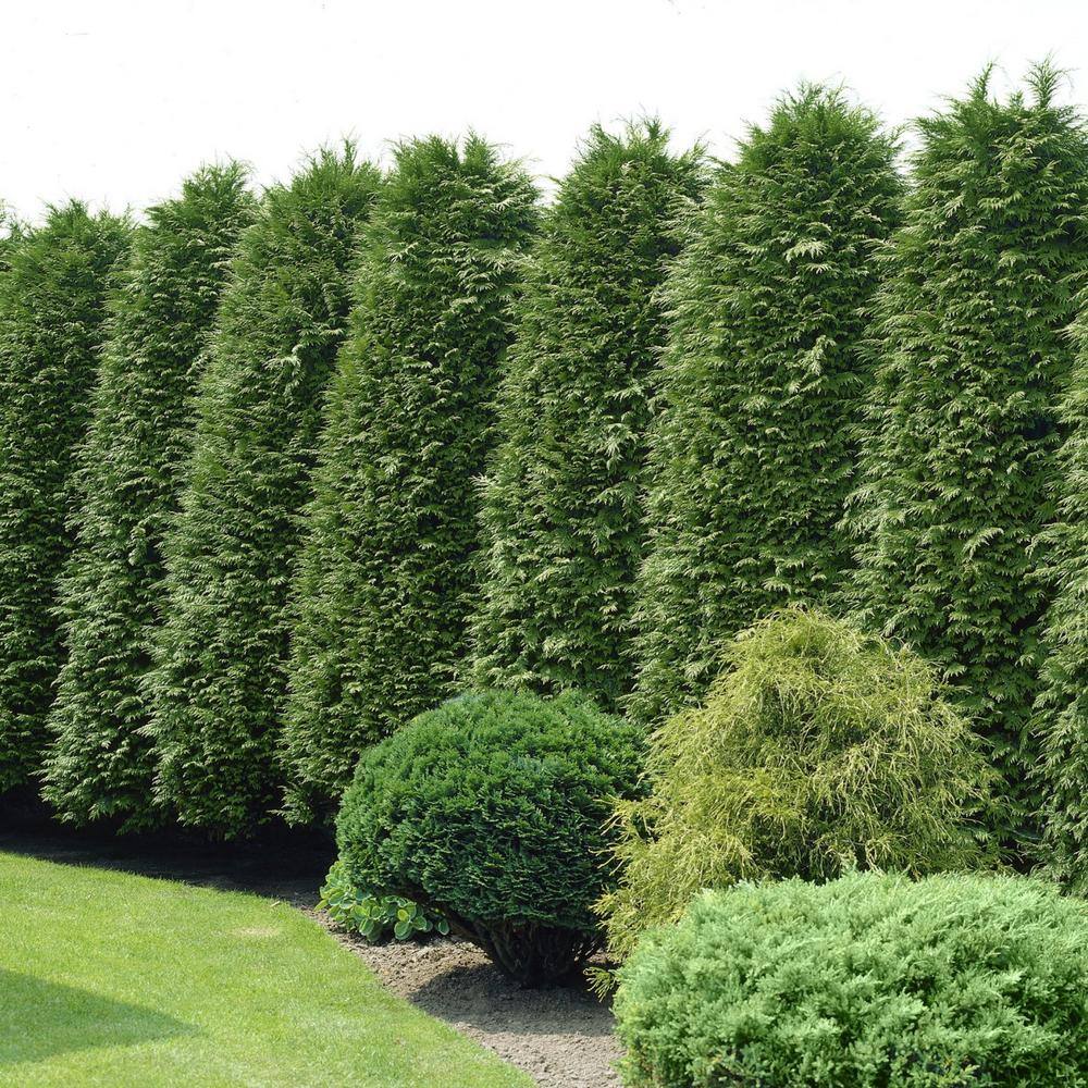 national PLANT NETWORK 2.5 qt. Cypress Leyland Shrub HD1100