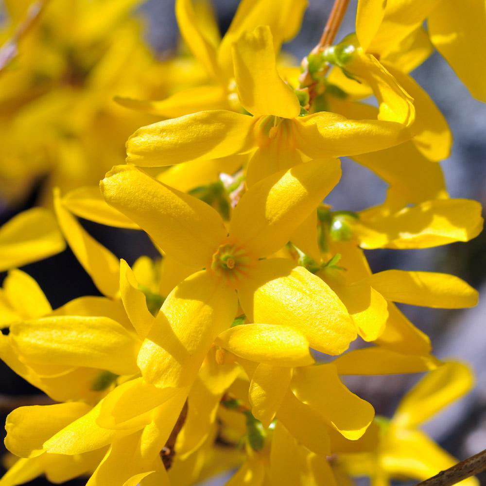 Lynwood Gold Forsythia Shrub - Full to Partial Sunlight